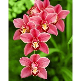 images/productimages/small/wd033.jpg